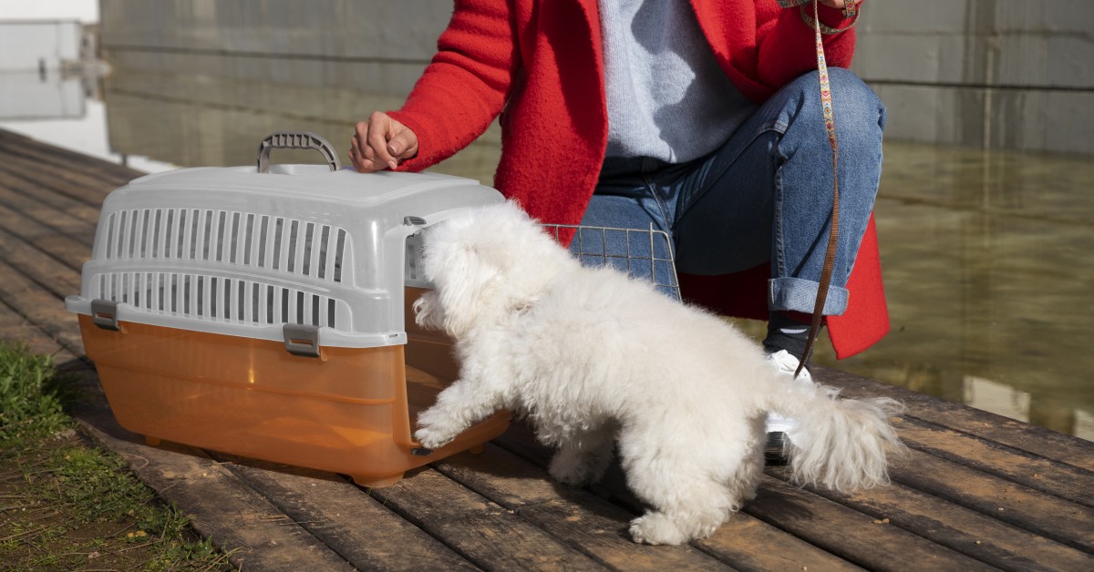 A Guide to Crate Training for Dogs